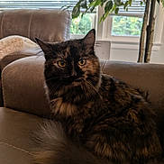Meow Meow is registered to the contest to win money with this photo: cat, tortoiseshell, fluffy, pet, indoor, couch, leather, window, blinds, plant, greenery, fur, yellow_eyes, tail, relaxing, home, cozy, animal, feline, comfort