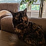 cat, tortoiseshell, fluffy, pet, indoor, couch, leather, window, blinds, plant, greenery, fur, yellow_eyes, tail, relaxing, home, cozy, animal, feline, comfort
