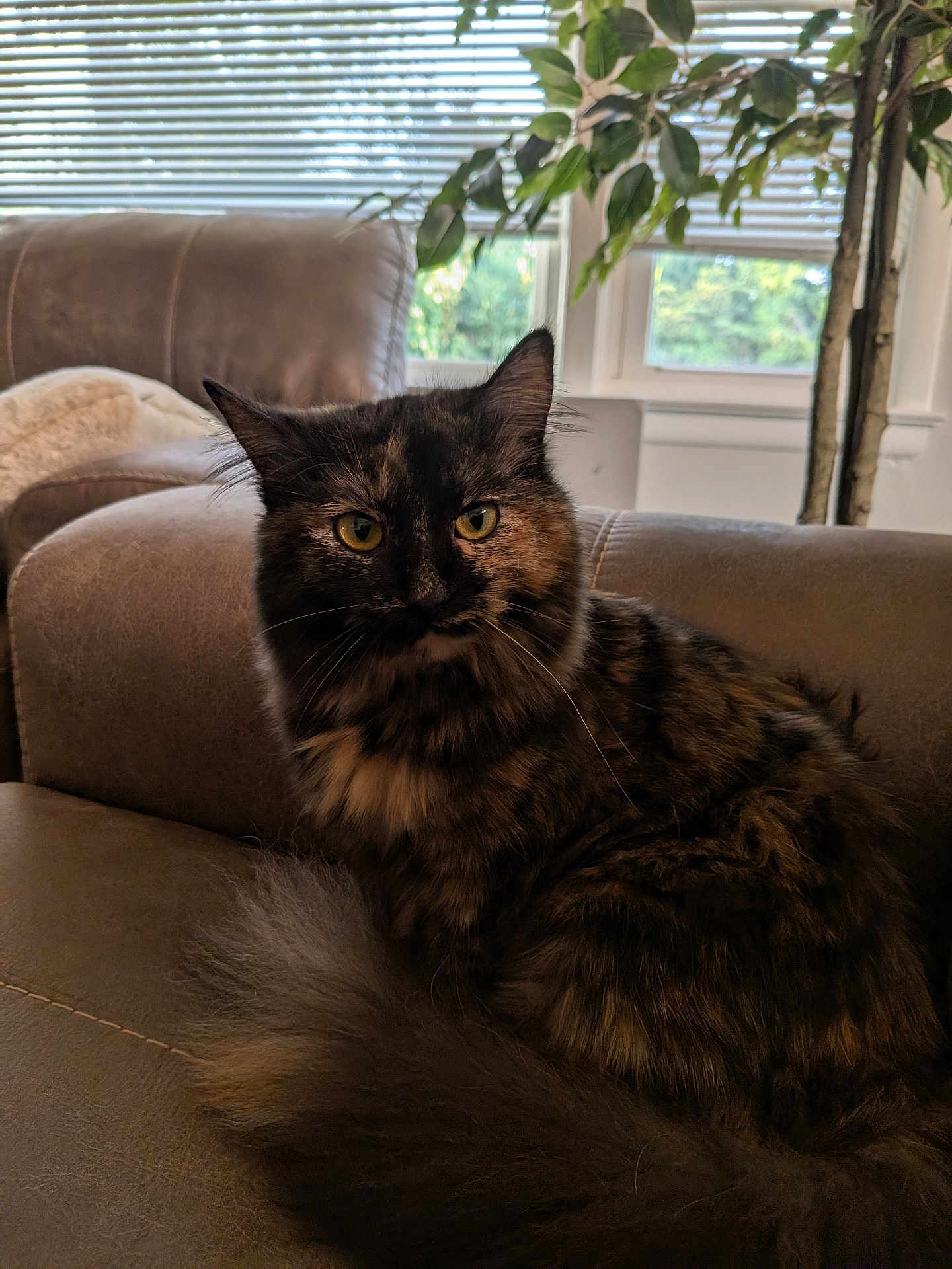 Meow Meow is registered to the contest to win money with this photo: cat, tortoiseshell, fluffy, pet, indoor, couch, leather, window, blinds, plant, greenery, fur, yellow_eyes, tail, relaxing, home, cozy, animal, feline, comfort