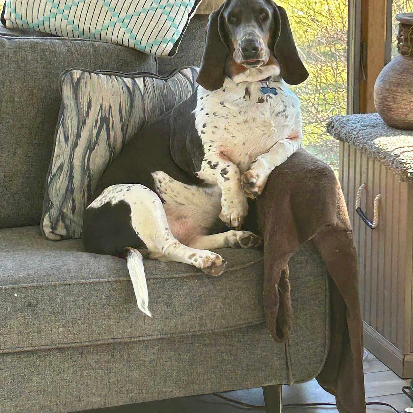 Aja is registered to the contest to win money with this photo: blanket, canine, comfortable, couch, cozy, dog, domestic_animal, furniture, home, indoor, living_room, pet, pillows, relaxed, resting, sitting, spotted_dog, sunlight, window, wood_floor