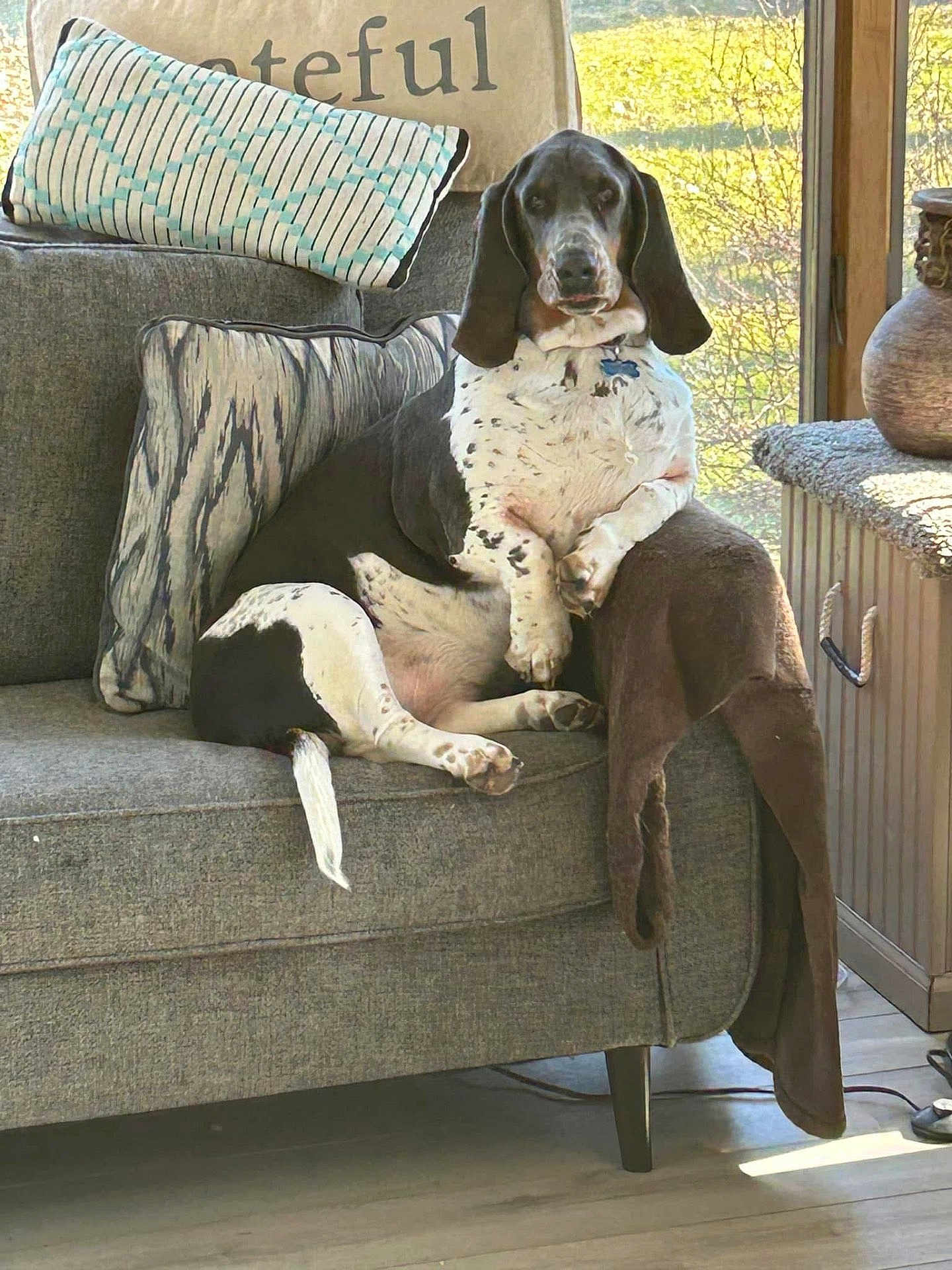 Aja is registered to the contest to win money with this photo: dog, couch, pillows, blanket, indoor, sunlight, window, wood_floor, relaxed, pet, living_room, home, furniture, cozy, spotted_dog, sitting, domestic_animal, canine, comfortable, resting