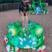 Prinz a rejoint le concours — aidez-le/la à gagner de superbes lots ! animal, canine, daylight, dog, ears_up, frog_sculpture, fun, german_shepherd, green, nature, outdoor, park, pet, play, playground, sculpture, slide, tongue_out, trees, wood_chips
