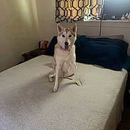 Mia is registered to the contest to win money with this photo: bed, blanket, canine, collar, comfort, cozy, curtains, dog, fur, furniture, happy, home, indoor, light, pet, pillow, rest, room, sitting, window