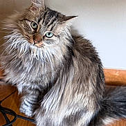 Ivy is registered to the contest to win money with this photo: cat, tabby, long_hair, green_eyes, pet, animal, indoor, wooden_floor, curious, feline, fluffy, sitting, close_up, domestic_cat, whiskers, ears, tail, fur, background_wall, cables