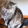 cat, tabby, long_hair, green_eyes, pet, animal, indoor, wooden_floor, curious, feline, fluffy, sitting, close_up, domestic_cat, whiskers, ears, tail, fur, background_wall, cables