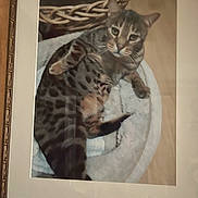 Percy is registered to the contest to win money with this photo: cat, framed_photo, glass_reflection, wooden_frame, pet_bed, spotted_cat, indoor, feline, resting, animal, cozy, portrait, close_up, decor, furniture, home, relaxing, soft_bed, patterned_fur, mammal