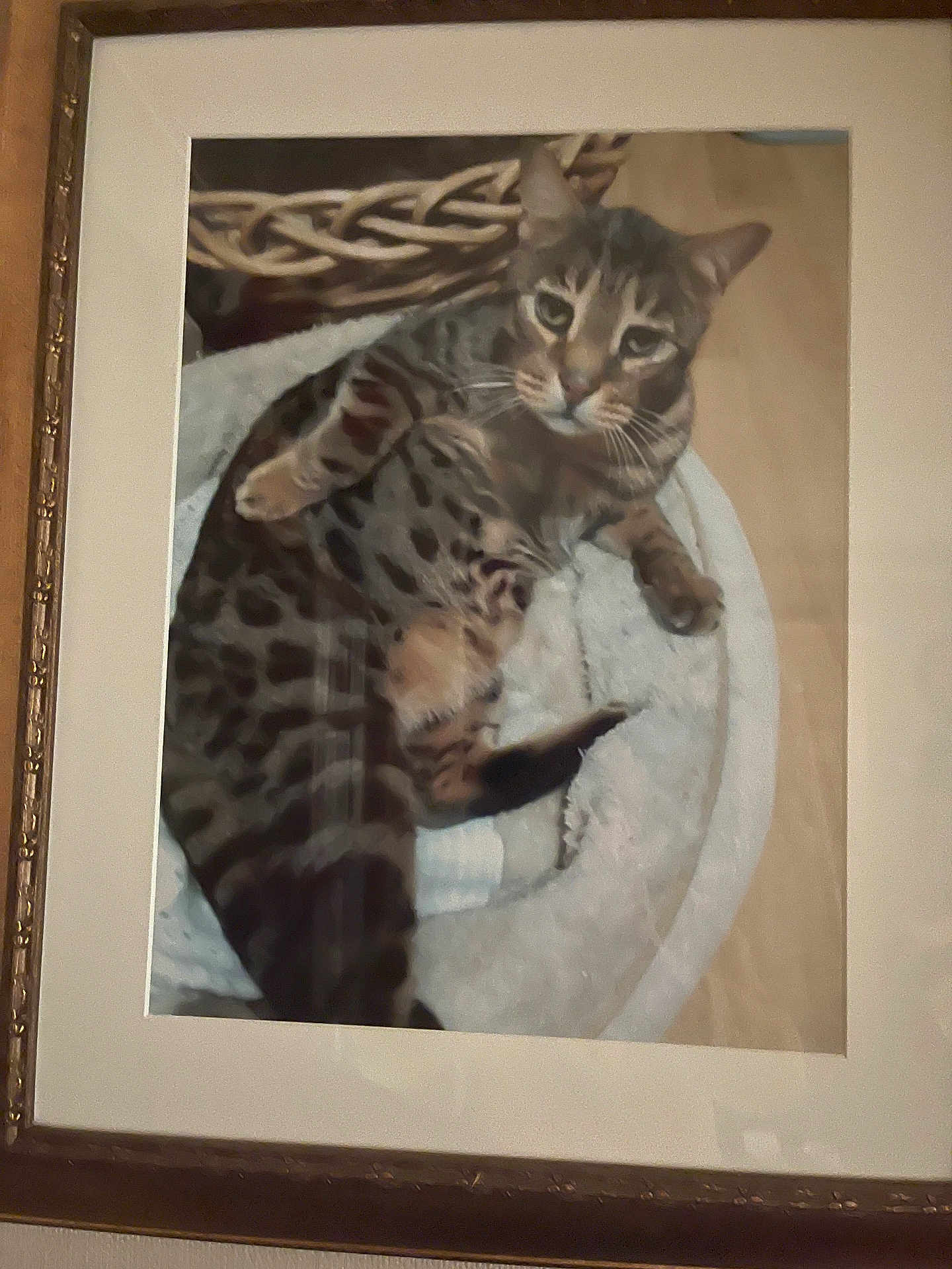 Percy is registered to the contest to win money with this photo: cat, framed_photo, glass_reflection, wooden_frame, pet_bed, spotted_cat, indoor, feline, resting, animal, cozy, portrait, close_up, decor, furniture, home, relaxing, soft_bed, patterned_fur, mammal