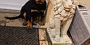 Vans participe au concours pour gagner de l'argent avec cette photo : animal, black_and_tan, box, curious, cute, dog, door, grass, home_entrance, lion_statue, mat, outdoor, pet, puppy, rottweiler, sidewalk, sitting, statue, tile_floor, young_dog