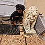 animal, black_and_tan, box, curious, cute, dog, door, grass, home_entrance, lion_statue, mat, outdoor, pet, puppy, rottweiler, sidewalk, sitting, statue, tile_floor, young_dog