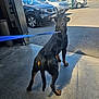 Vans participe au concours pour gagner de l'argent avec cette photo : alert, animal, black_dog, car, concrete, dog, doorway, leash, metal, outdoor, parking_lot, pet, rottweiler, shadow, sidewalk, standing, sunlight, transportation, urban, vehicle