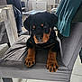 Vans a rejoint le concours — aidez-le/la à gagner de superbes lots ! animal, black_fur, canine, chair, cute, dog, domestic_animal, fur, furniture, household, indoor, looking_at_camera, paws, pet, puppy, resting, rottweiler, tan_fur, tile_floor, young_dog