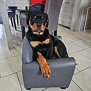 Vans a rejoint le concours — aidez-le/la à gagner de superbes lots ! animal, armchair, black_and_tan, canine, cute, dog, domestic_animal, furniture, gray_chair, indoor, living_room, orange_clothing, person, pet, pet_pose, puppy, resting, rottweiler, tile_floor, young_dog
