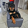 animal, armchair, black_and_tan, canine, cute, dog, domestic_animal, furniture, gray_chair, indoor, living_room, orange_clothing, person, pet, pet_pose, puppy, resting, rottweiler, tile_floor, young_dog