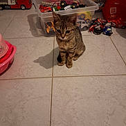 Nala participe au concours pour gagner de l'argent avec cette photo : kitten, cat, tabby, toy, plastic_container, floor, tile, indoor, pet, animal, cute, small, play, curious, domestic_cat, young, brown, striped, feline, home