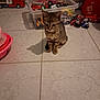 kitten, cat, tabby, toy, plastic_container, floor, tile, indoor, pet, animal, cute, small, play, curious, domestic_cat, young, brown, striped, feline, home