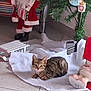 kitten, cat, tabby, floor, white_cloth, christmas_tree, ornaments, decoration, santa_claus_figure, festive, indoor, tile_floor, holiday, cute, pet, animal, small, young, curious, relaxed