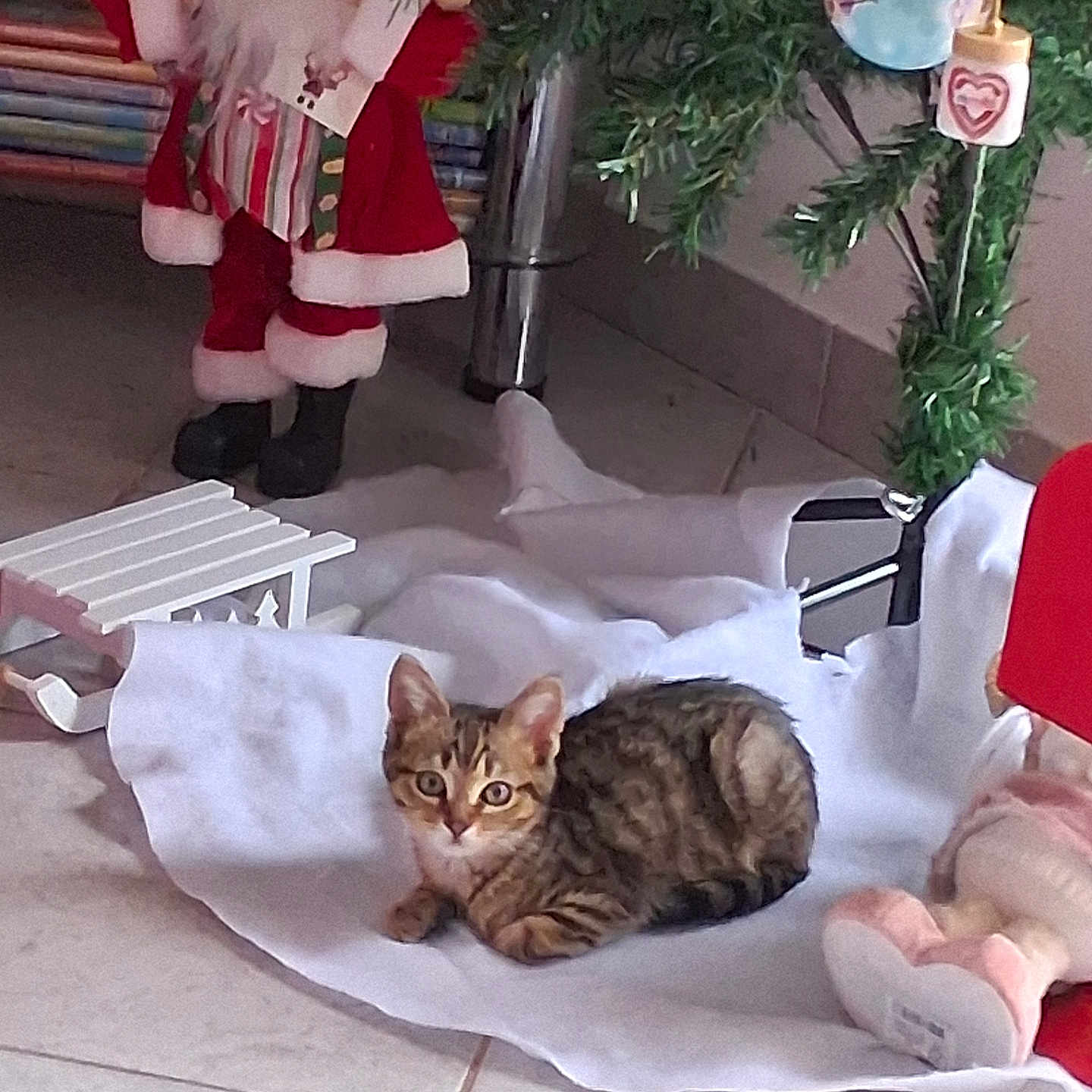 Nala participe au concours pour gagner de l'argent avec cette photo : animal, cat, christmas_tree, curious, cute, decoration, festive, floor, holiday, indoor, kitten, ornaments, pet, relaxed, santa_claus_figure, small, tabby, tile_floor, white_cloth, young