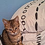 Nala a rejoint le concours — aidez-le/la à gagner de superbes lots ! kitten, tabby, cat, pet, animal, feline, young, cute, indoor, curious, eyes, ears, fur, whiskers, pillow, pattern, cozy, resting, sitting, soft