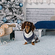 Bruce joined the competition — help win amazing prizes! blanket, christmas_tree, couch, cozy, cute, dachshund, decor, dog, festive, fireplace, gift_box, holiday, indoor, ornaments, pet, rug, sleigh, stockings, sweater, winter