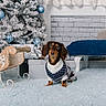 blanket, christmas_tree, couch, cozy, cute, dachshund, decor, dog, festive, fireplace, gift_box, holiday, indoor, ornaments, pet, rug, sleigh, stockings, sweater, winter