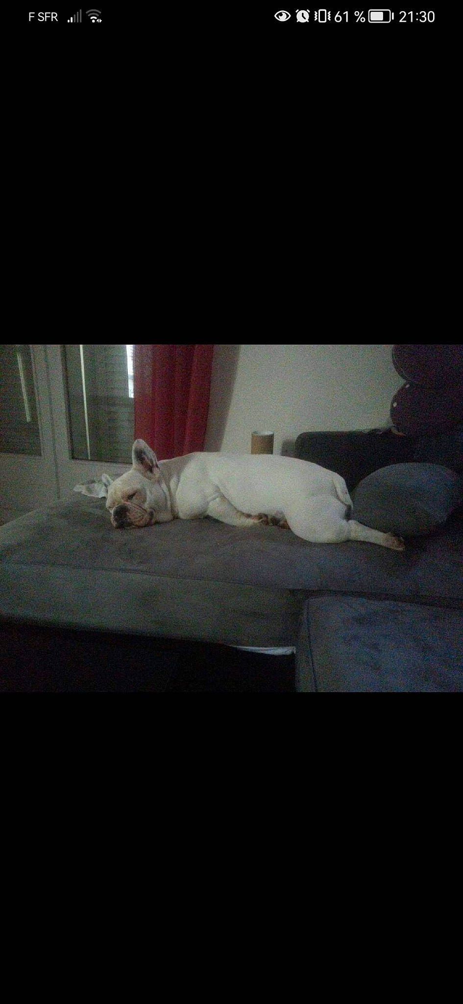 Fiesta a rejoint le concours — aidez-le/la à gagner de superbes lots ! carnivore, cloud, comfort, companion_dog, dog, dog_breed, felidae, floor, flooring, linens, paw, room, sky, small_to_medium_sized_cats, square, tail, tints_and_shades, toy_dog, whiskers, wood