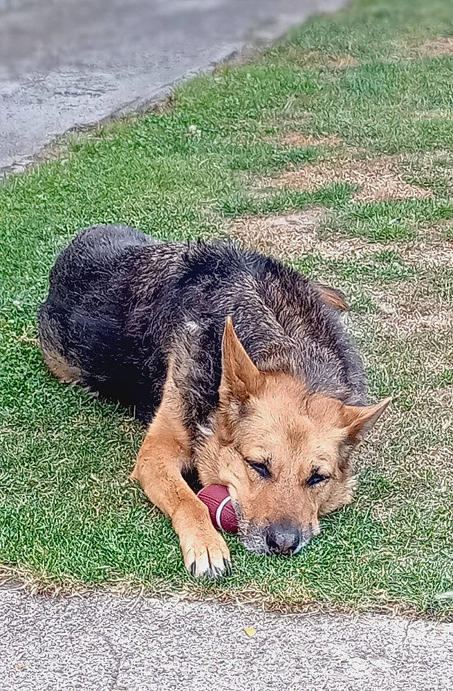 Maya participe au concours pour gagner de l'argent avec cette photo : canidae, canis, carnivore, companion_dog, dog, dog_breed, fawn, fur, grass, groundcover, snout, sporting_group, terrestrial_animal, wildlife