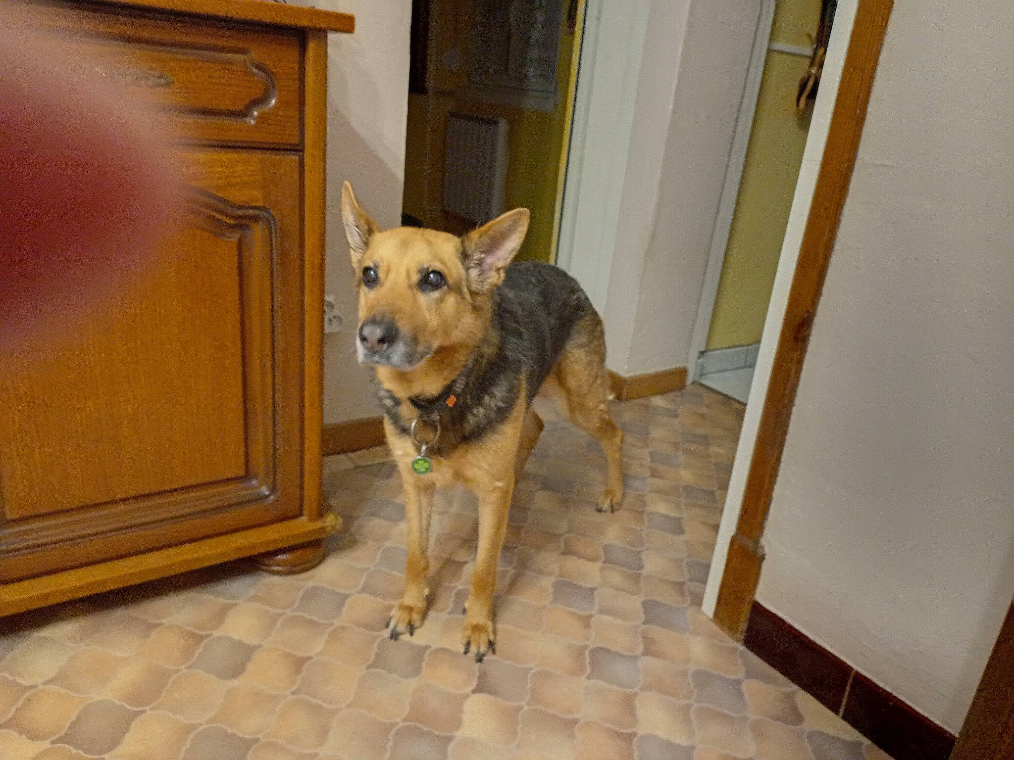 Maya participe au concours pour gagner de l'argent avec cette photo : art, cabinetry, carnivore, companion_dog, dog, dog_breed, door, fawn, floor, flooring, fur, hardwood, home_door, snout, tail, tile, wood, wood_stain, working_animal, working_dog