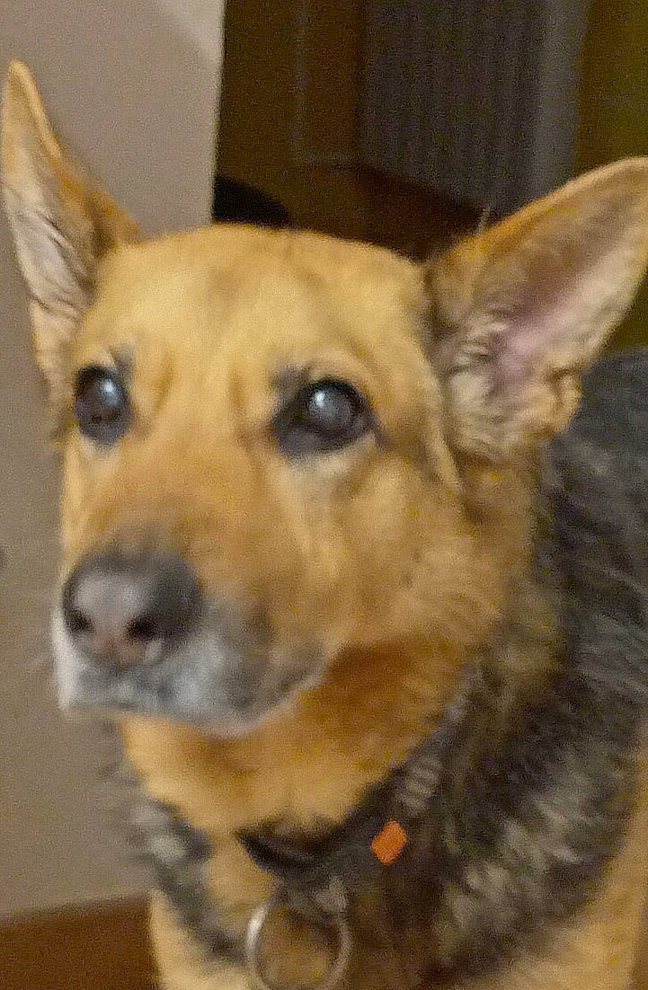 Maya a rejoint le concours — aidez-le/la à gagner de superbes lots ! canidae, carnivore, collar, companion_dog, dog, dog_breed, dog_collar, dog_supply, ear, eye, fawn, fur, jaw, non_sporting_group, snout, sporting_group, terrestrial_animal, whiskers, working_animal, working_dog