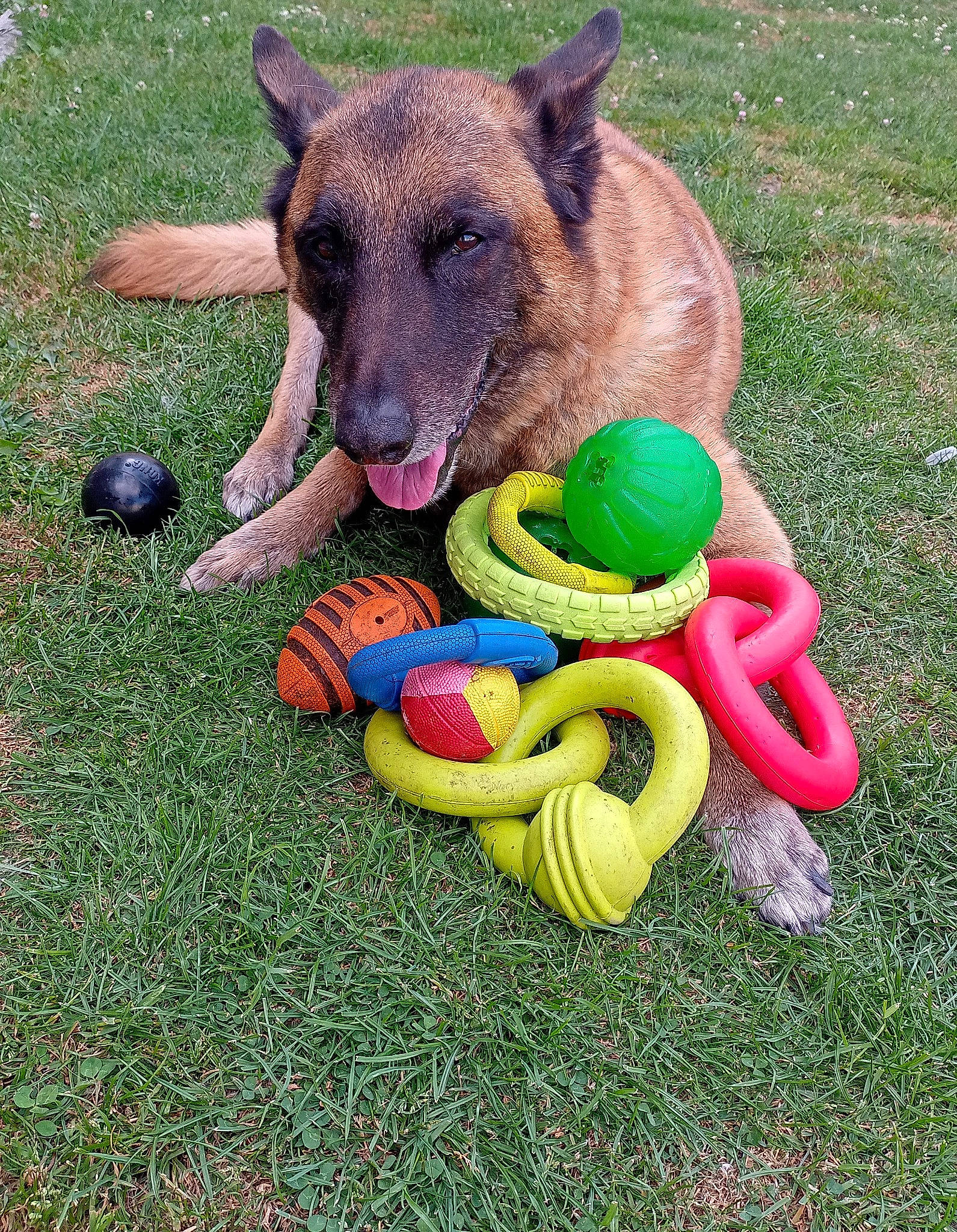 Enook participe au concours pour gagner de l'argent avec cette photo : carnivore, collar, companion_dog, dog, dog_breed, dog_supply, fawn, foot, german_shepherd_dog, grass, herding_dog, old_german_shepherd_dog, pet_supply, snout, terrestrial_animal, toy, working_animal, working_dog