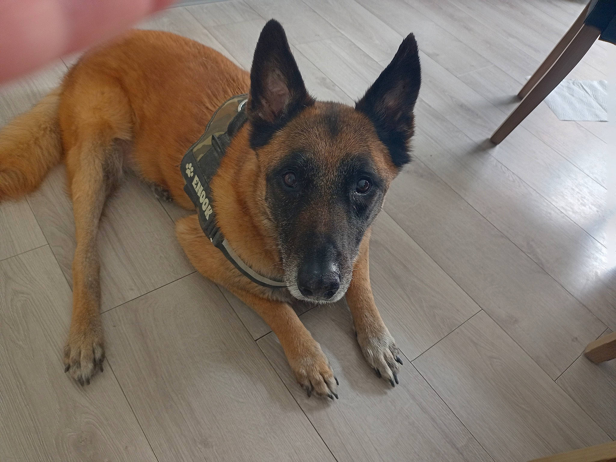 Enook a rejoint le concours — aidez-le/la à gagner de superbes lots ! belgian_shepherd_malinois, canidae, carnivore, companion_dog, dog, dog_breed, fawn, flooring, foot, german_shepherd_dog, hardwood, snout, sporting_group, wood, working_animal, working_dog