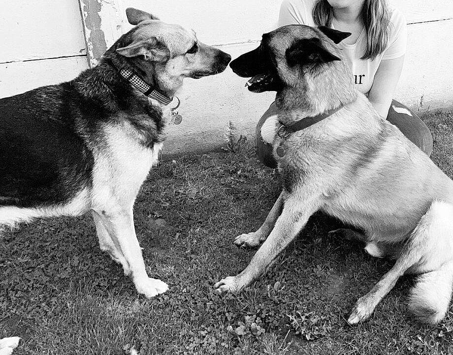 Enook participe au concours pour gagner de l'argent avec cette photo : carnivore, collar, companion_dog, dog, dog_breed, fawn, german_shepherd_dog, gesture, grass, guard_dog, happy, herding_dog, leash, monochrome_photography, old_german_shepherd_dog, photograph, snout, style, tail, working_animal