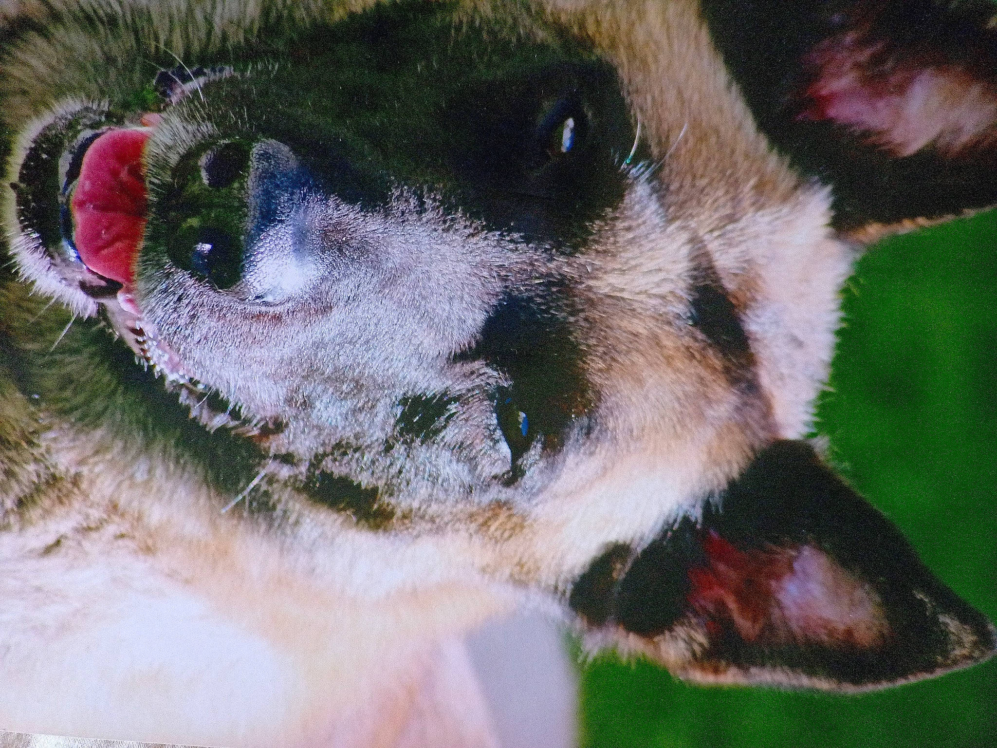 Enook participe au concours pour gagner de l'argent avec cette photo : canidae, carnivore, close_up, collar, companion_dog, dog, dog_breed, dog_collar, fawn, fur, grass, paw, plant, snout, sporting_group, terrestrial_animal, whiskers, wildlife, working_animal, working_dog