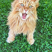 Hermès participe au concours pour gagner de l'argent avec cette photo : cat, ginger_cat, long_hair, meowing, grass, outdoor, pet, animal, nature, greenery, fur, whiskers, ears, eyes, mouth_open, claws, playful, sunlight, garden, cute