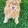 cat, ginger_cat, long_hair, meowing, grass, outdoor, pet, animal, nature, greenery, fur, whiskers, ears, eyes, mouth_open, claws, playful, sunlight, garden, cute