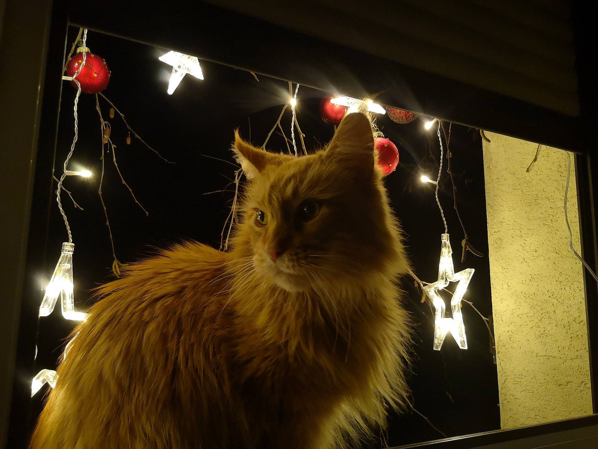 Hermès a rejoint le concours — aidez-le/la à gagner de superbes lots ! carnivore, cat, darkness, event, fawn, felidae, fur, light, midnight, night, small_to_medium_sized_cats, snout, whiskers, window