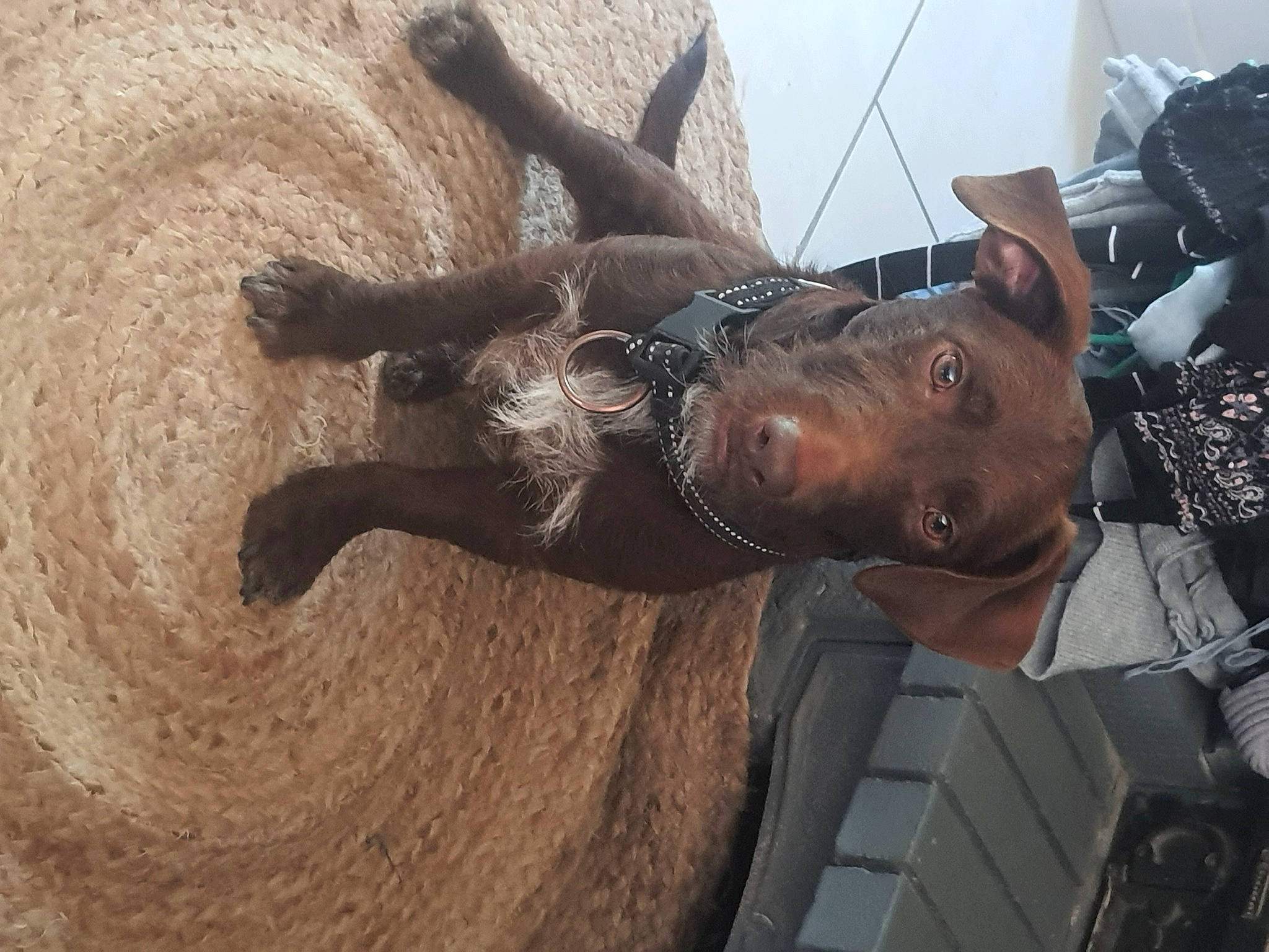 Splinter a rejoint le concours — aidez-le/la à gagner de superbes lots ! art, bronze, bronze_sculpture, canidae, carnivore, chainsaw_carving, dog, dog_breed, fawn, hardwood, hat, metal, monument, sculpture, snout, sporting_group, statue, terrestrial_animal, wood, working_animal