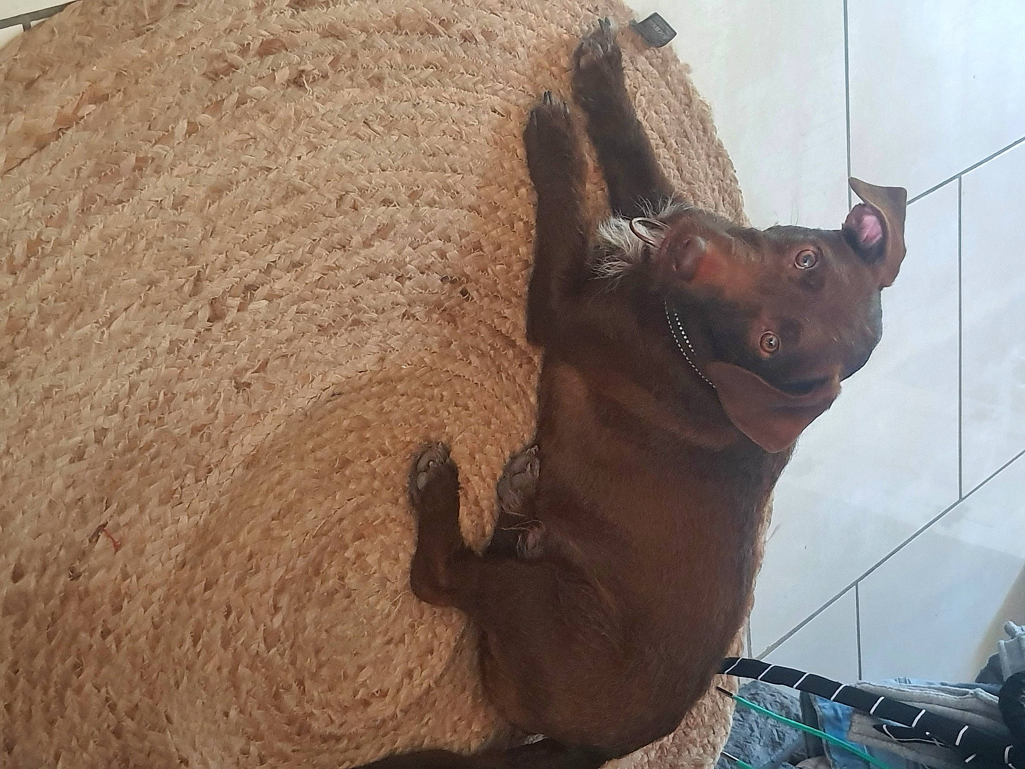 Splinter a rejoint le concours — aidez-le/la à gagner de superbes lots ! bovine, dog_breed, fawn, human_leg, landscape, liver, livestock, pack_animal, snout, soil, terrestrial_animal, wildlife, wood, working_animal, wrinkle