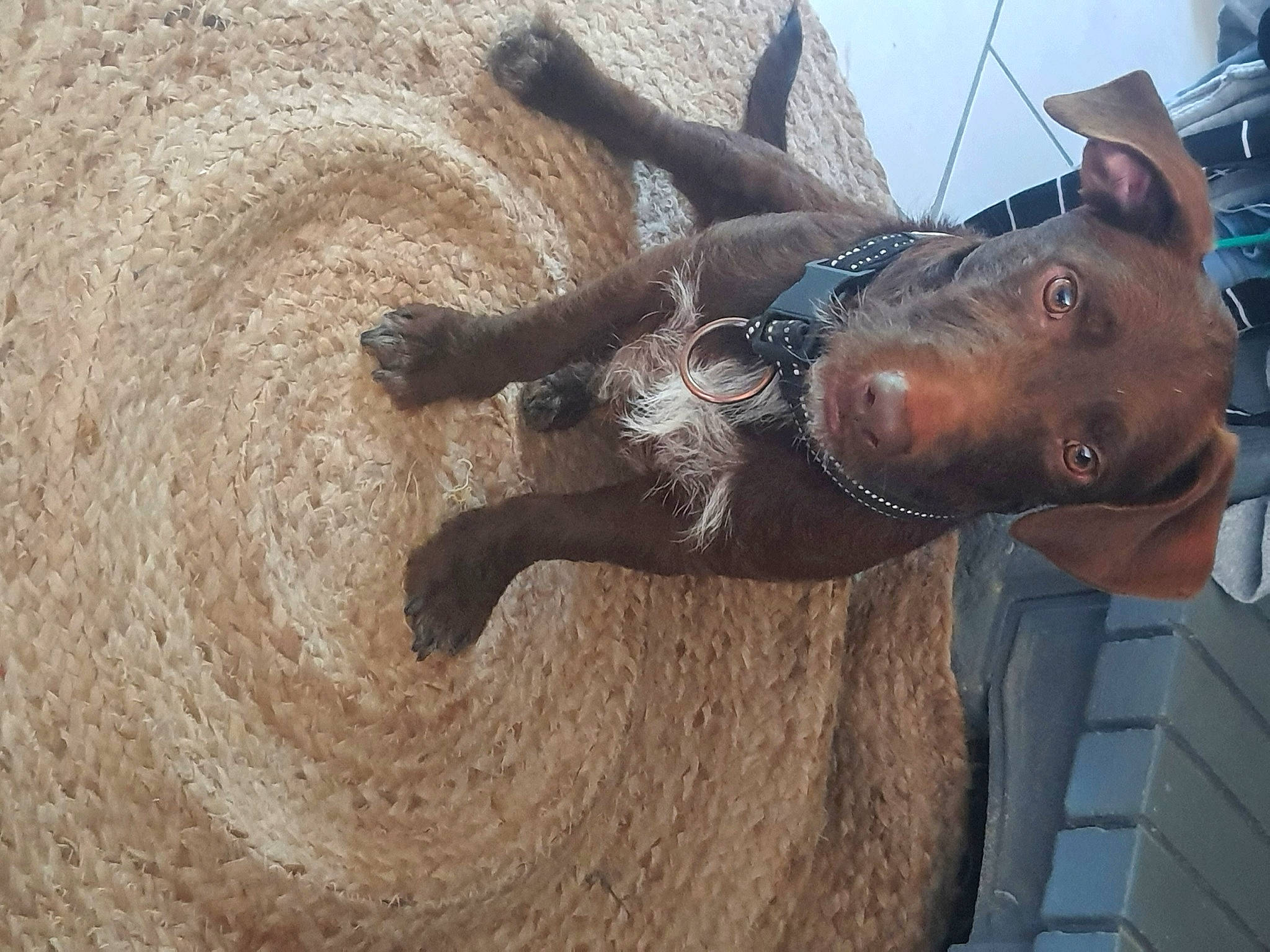 Splinter participe au concours pour gagner de l'argent avec cette photo : art, bronze, bronze_sculpture, canidae, carnivore, dog, dog_breed, fawn, gesture, guard_dog, liver, metal, sculpture, snout, soil, sporting_group, statue, terrestrial_animal, wood, working_animal