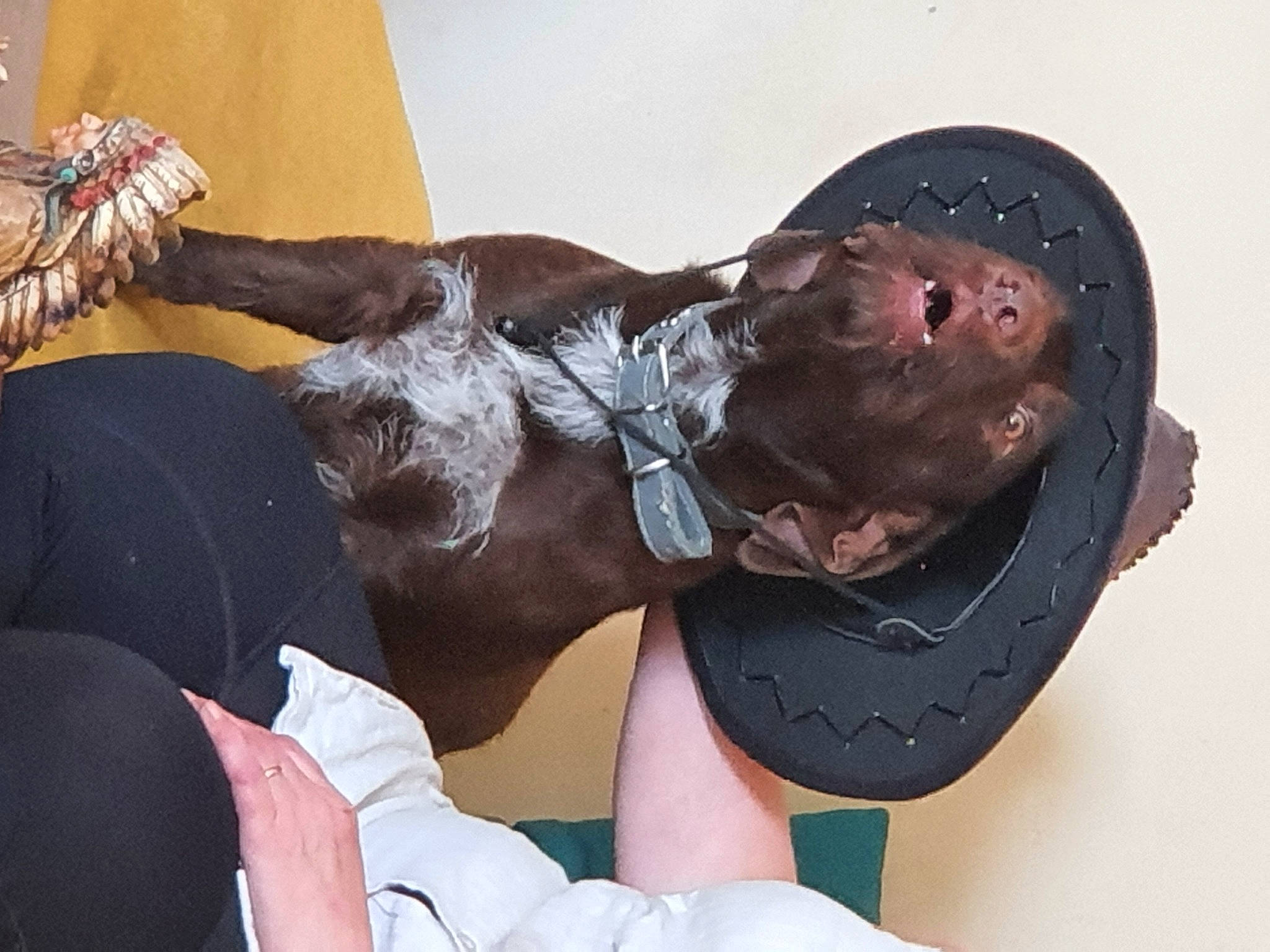 Splinter participe au concours pour gagner de l'argent avec cette photo : art, comfort, elbow, flesh, fun, fur, gesture, happy, jaw, sculpture