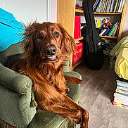 Ares participe au concours pour gagner de l'argent avec cette photo : armchair, bookshelf, casual, cozy, crossed_paws, curious_expression, dog, ears, eyes, fur, guitar_case, indoors, living_room, magazines, nose, pet, reddish_brown, tail, vintage_furniture, wooden_floor