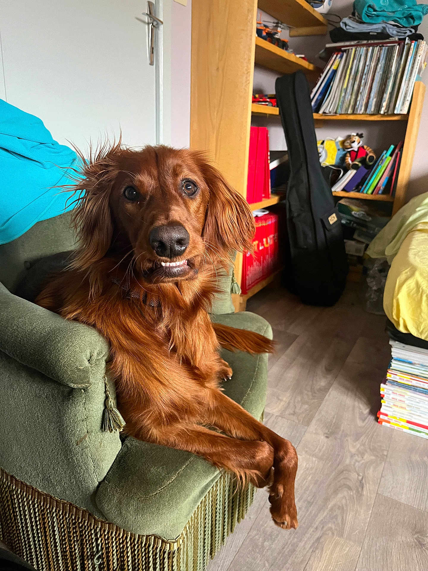 Ares participe au concours pour gagner de l'argent avec cette photo : armchair, bookshelf, casual, cozy, crossed_paws, curious_expression, dog, ears, eyes, fur, guitar_case, indoors, living_room, magazines, nose, pet, reddish_brown, tail, vintage_furniture, wooden_floor