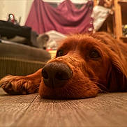 Ares participe au concours pour gagner de l'argent avec cette photo : dog, golden_retriever, pet, indoor, floor, close_up, lying_down, nose, eyes, wooden_floor, furniture, cozy, relaxed, home, canine, animal, portrait, brown, fur, whiskers