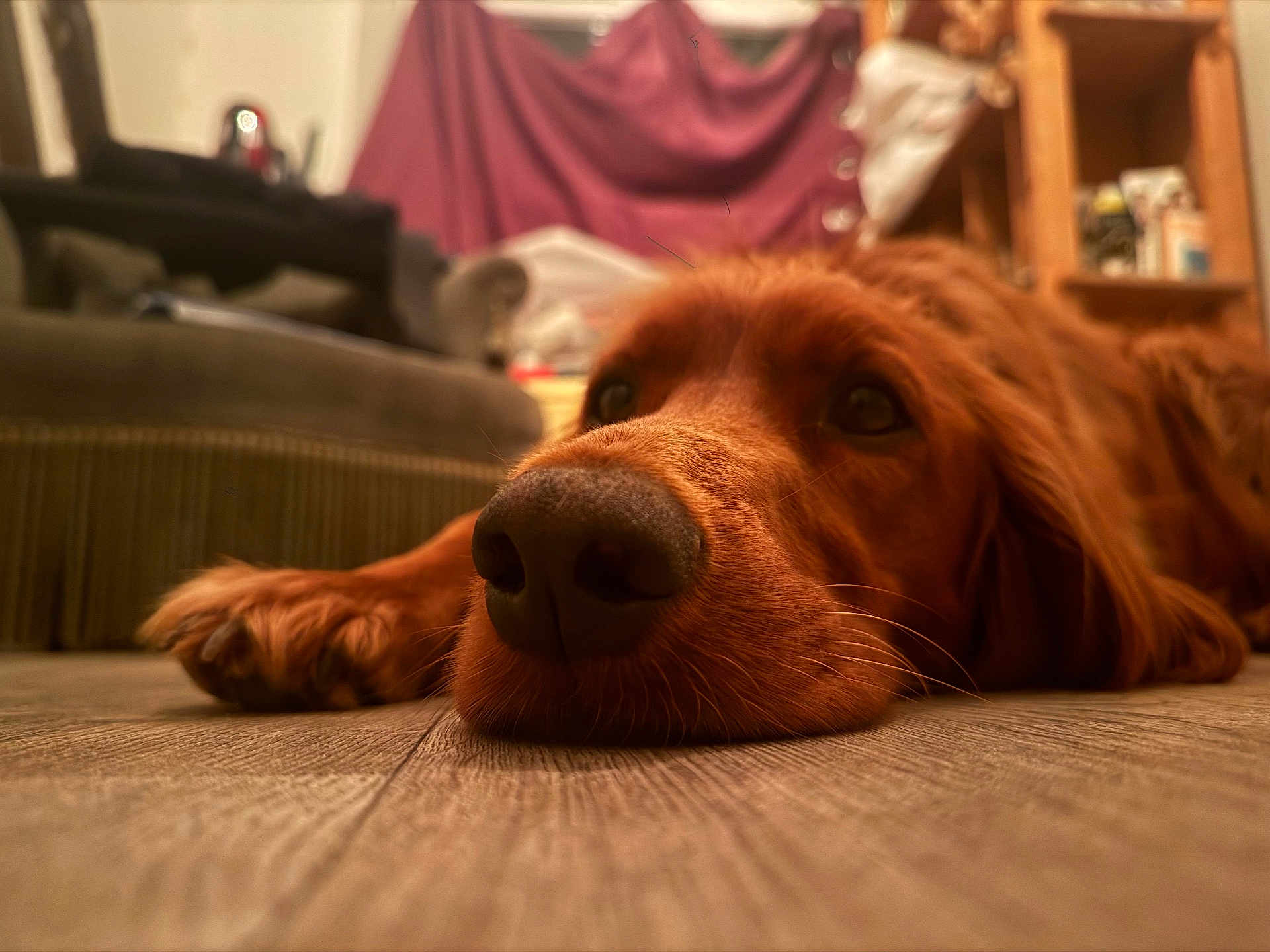Ares participe au concours pour gagner de l'argent avec cette photo : dog, golden_retriever, pet, indoor, floor, close_up, lying_down, nose, eyes, wooden_floor, furniture, cozy, relaxed, home, canine, animal, portrait, brown, fur, whiskers