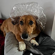 Lilly is registered to the contest to win money with this photo: animal, blanket, brown_dog, cozy, curious, cute, dog, domestic_animal, ears, face, fur, hat, indoor, looking_up, paws, pet, plastic_bag, quilt, resting, snout