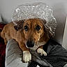 animal, blanket, brown_dog, cozy, curious, cute, dog, domestic_animal, ears, face, fur, hat, indoor, looking_up, paws, pet, plastic_bag, quilt, resting, snout