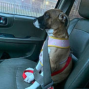 Precious is registered to the contest to win money with this photo: dog, car_interior, seatbelt, harness, passenger_seat, window, evening, leash, pet, safety, brown_dog, white_paws, calm, side_view, vehicle, restraint, domestic_animal, transportation, looking_out, seat
