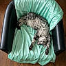 animal, armchair, black, cat, comfortable, cozy, cute, fabric, furniture, indoor, mint_green, pet, relaxed, resting, silk, sleeping, soft, stretching, tabby, wood_floor