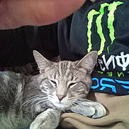 Ruckus joined the competition — help win amazing prizes! animal, casual, cat, clothing, cozy, finger, fur, gray_cat, hand, indoor, lap, logo, paw, person, pet, resting, shirt, sleepy, tabby_cat, whiskers