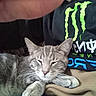 animal, casual, cat, clothing, cozy, finger, fur, gray_cat, hand, indoor, lap, logo, paw, person, pet, resting, shirt, sleepy, tabby_cat, whiskers