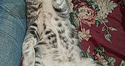 Ruckus joined the competition — help win amazing prizes! animal, blanket, cat, cute, feline, floral_pattern, fur, indoor, jeans, kitten, lying_down, mouth_open, paw, person, pet, relaxed, resting, tabby, whiskers, yawning
